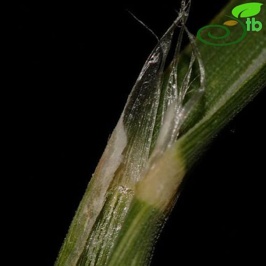 Leptochloa-Koyuyumakotu