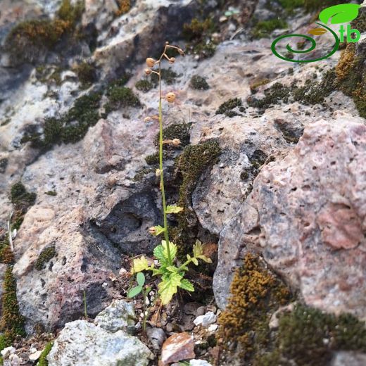 Verbascum-Sığırkuyruğu