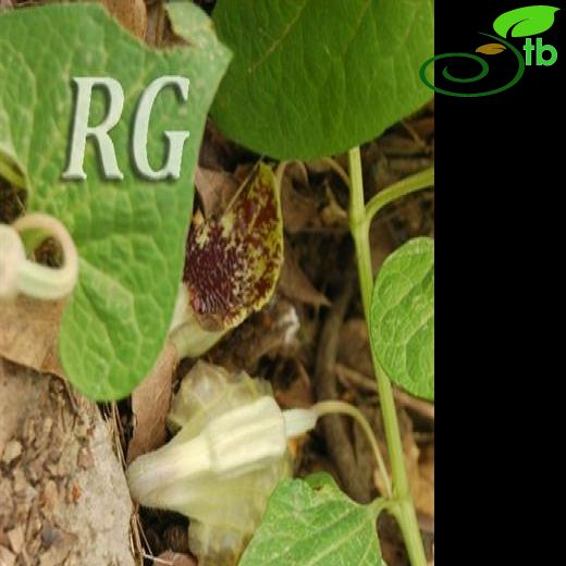 Aristolochia stenosiphon