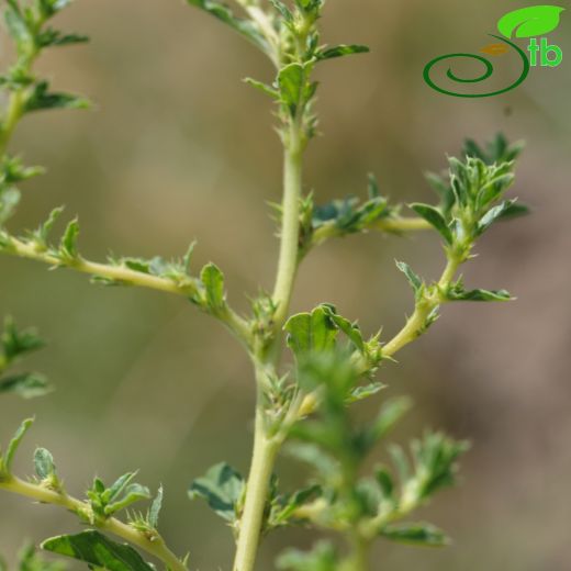 Amaranthus-Horozibiği