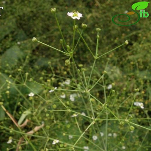 Alisma lanceolatum