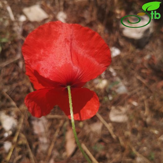 Papaver-Gelincik