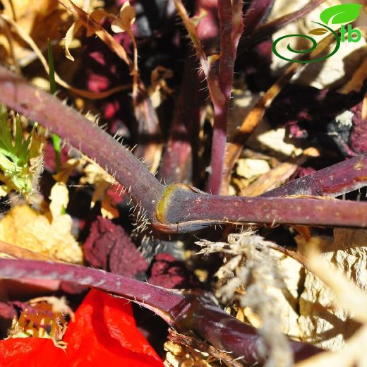 Papaver macrostomum