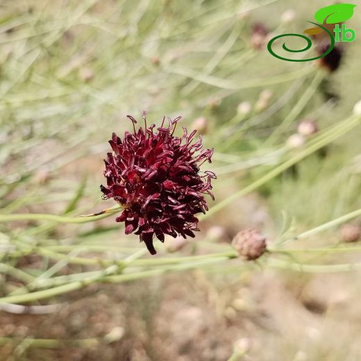 Cephalaria elazigensis