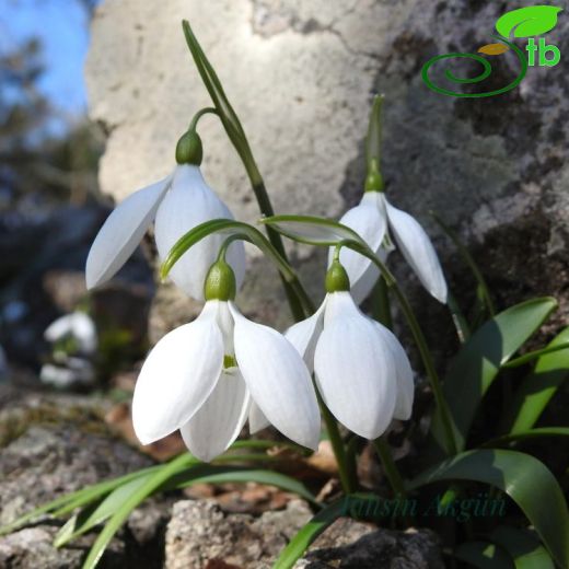 Galanthus-Kardelen