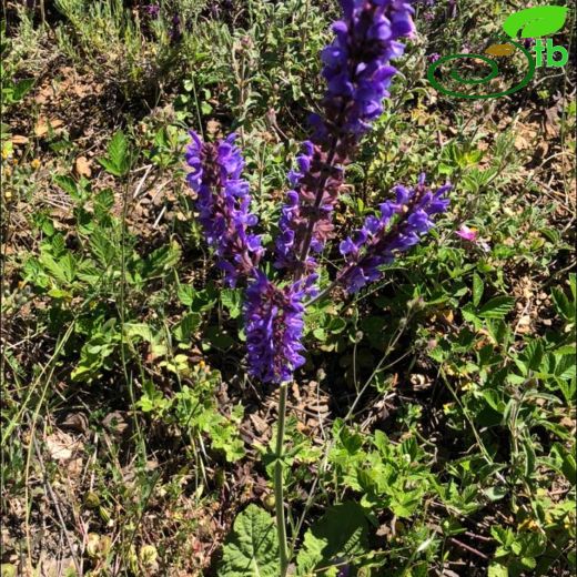 Salvia amplexicaulis