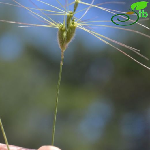 Aegilops umbellulata