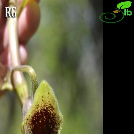 Aristolochia hirta