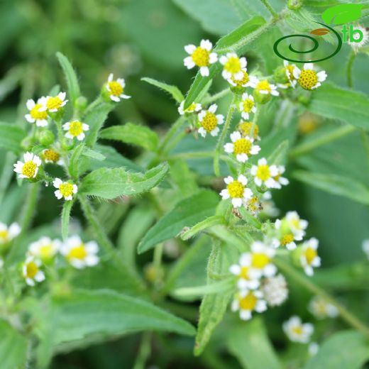 Asteraceae-Papatyagiller