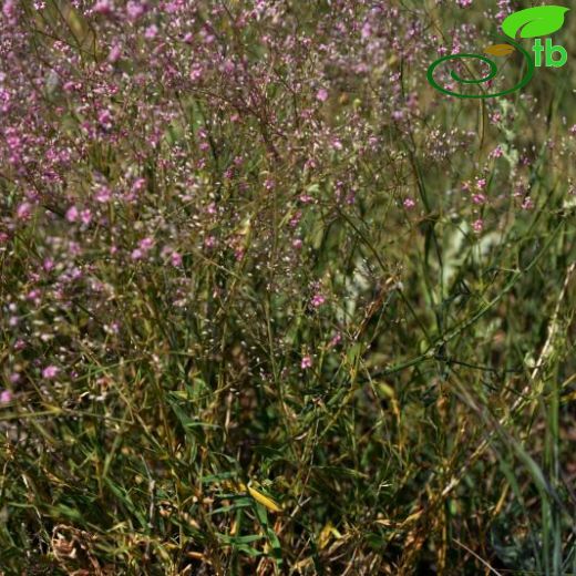 Gypsophila aucheri