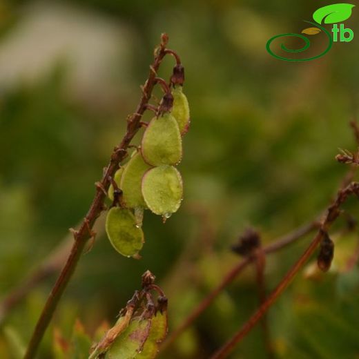 Hedysarum hedysaroides