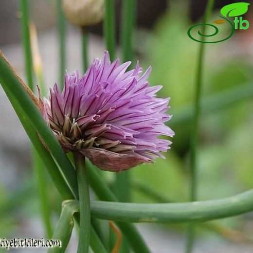 Allium schoenoprasum