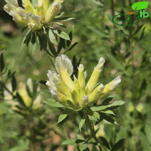 Cytisus albus