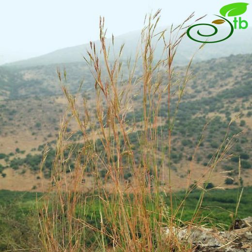 Hyparrhenia-Damsazı