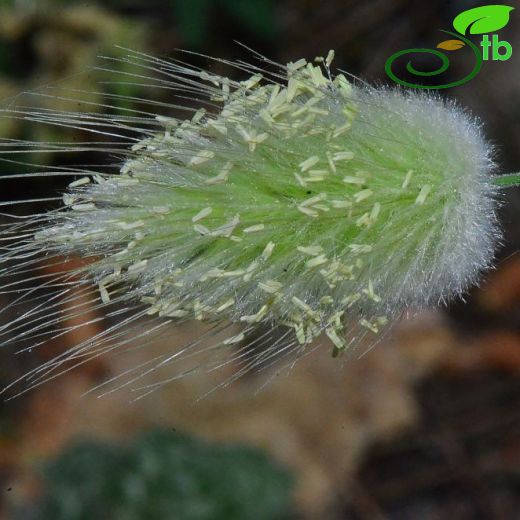 Lagurus-Tavşankuyruğu