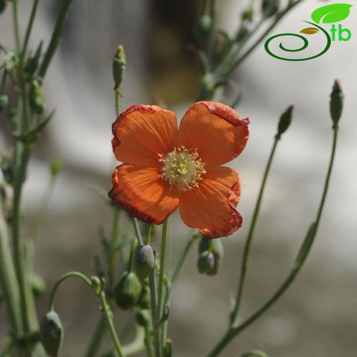 Papaver armeniacum