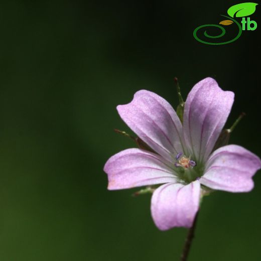 Geranium columbinum