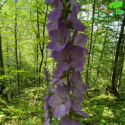 Campanulaceae-Çançiçeğigiller