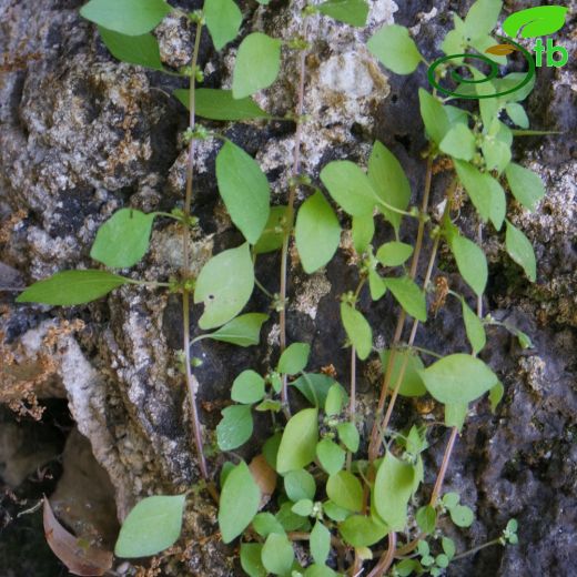 Urticaceae-Isırgangiller