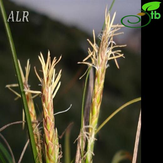 Carex caryophyllea