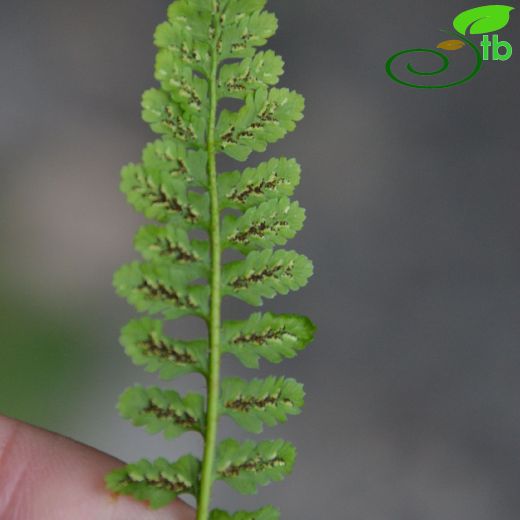 Asplenium bourgaei
