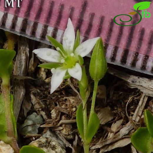 Arenaria rotundifolia