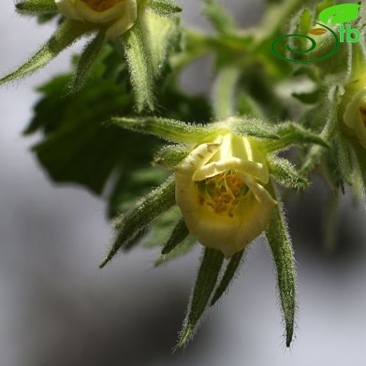 Geum-Meryemotu