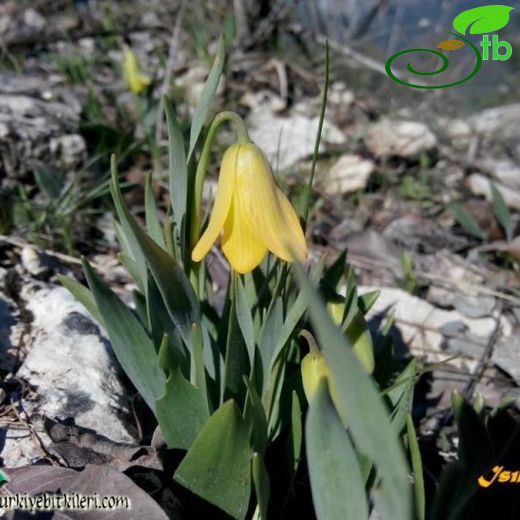 Fritillaria carica