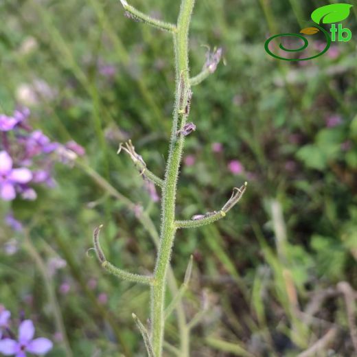 Hesperis ozcelikii