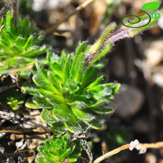 Arabis-Kazteresi