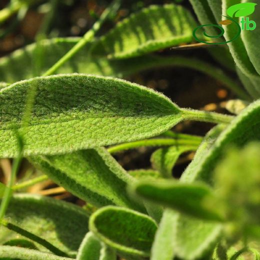 Stachys citrina