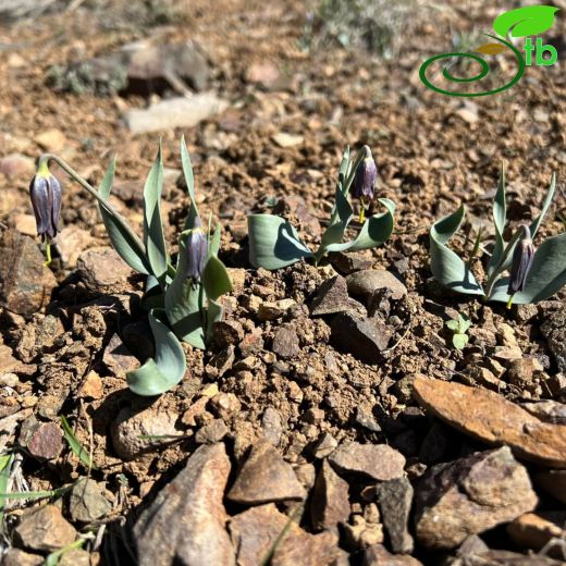 Fritillaria baskilensis