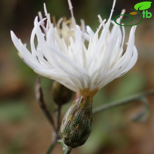 Asteraceae-Papatyagiller