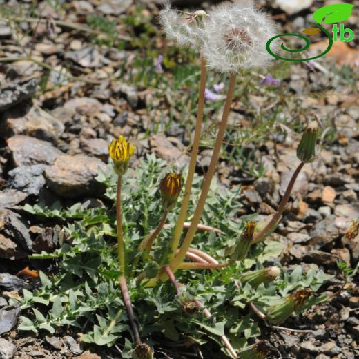 Taraxacum aleppicum