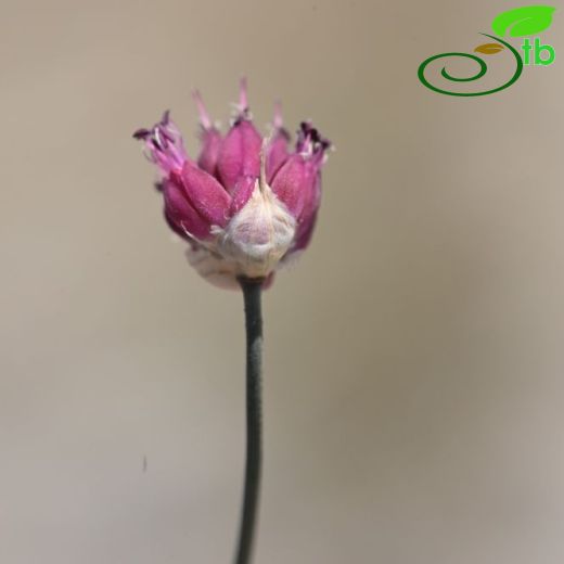 Allium reuterianum