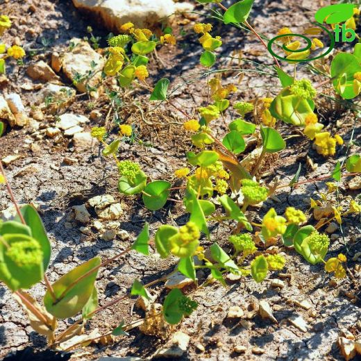 Bupleurum rotundifolium