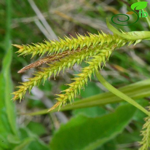 Carex pseudocyperus