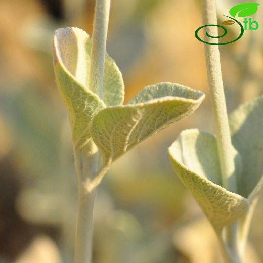 Sideritis hololeuca