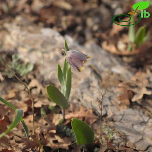 Fritillaria arsusiana