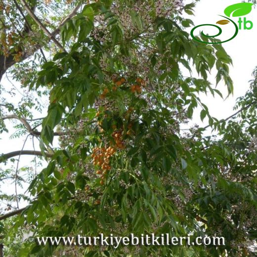 Meliaceae-Tespihağacıgiller