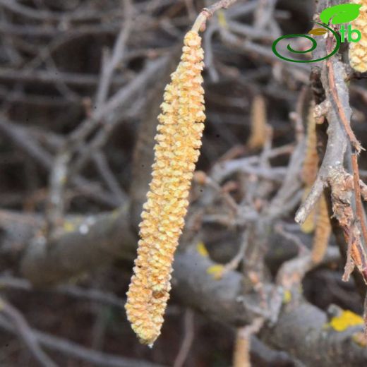 Betulaceae-Huşgiller