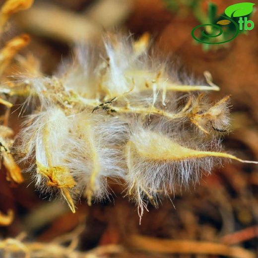 Astragalus oxytropifolius