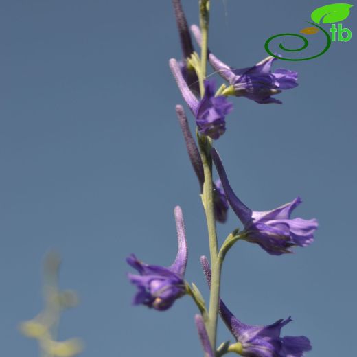 Delphinium venulosum