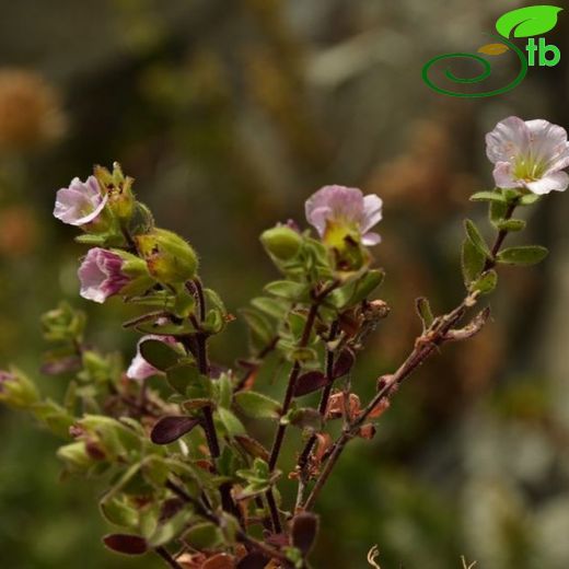 Gypsophila glandulosa