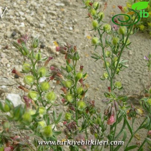 Mattiastrum calycinum
