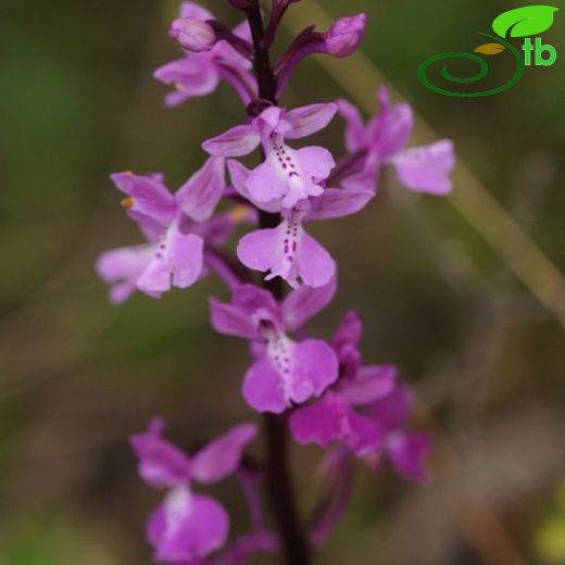 Orchis sezikiana