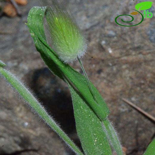 Lagurus-Tavşankuyruğu
