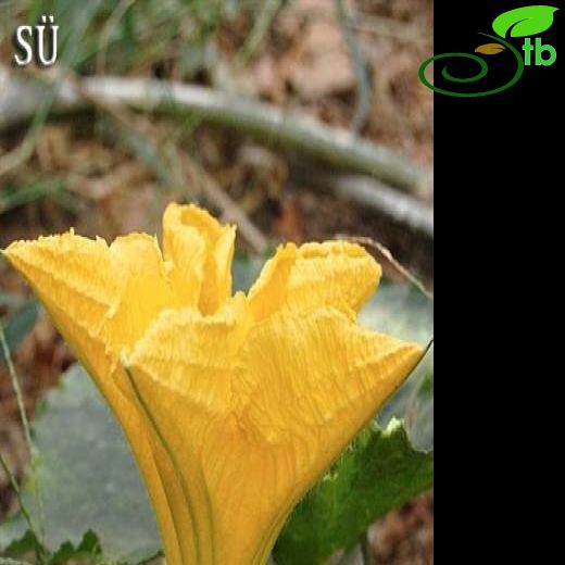 Cucurbita-Kabak