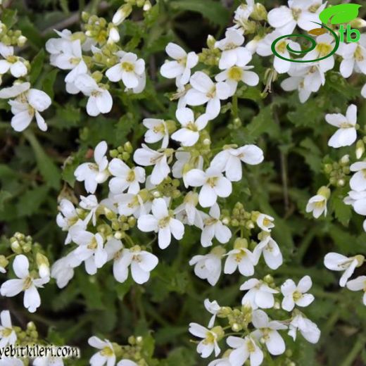 Arabis davisii