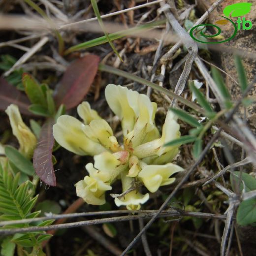 Astragalus fragrans